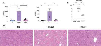 The effects of rhein on D-GalN/LPS-induced acute liver injury in mice: Results from gut microbiome-metabolomics and host transcriptome analysis